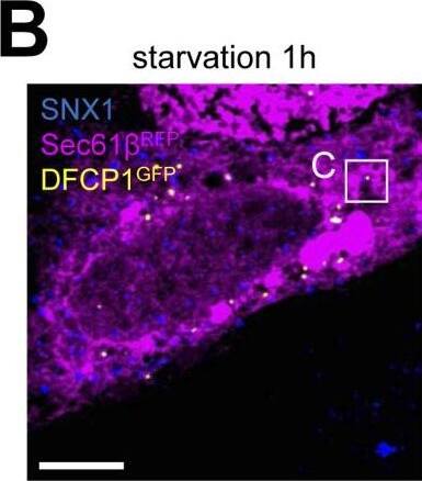 A pool of SNX1-positive membranes at vicinity of nascent autophagosomes.(A) Time-lapse images of HeLa cells expressing SNX1-GFP and DCFP1-RFP under starved conditions (stv., 15 min). Arrowheads indicate SNX1-GFP–positive tubules associated with DFPC1-RFP structures. Scale bars = 1 um. (B) HeLa cells expressing Sec61 beta -RFP (magenta) and DFCP1-GFP (yellow) were grown under starvation for 1 h, fixed and stained with anti-SNX1 (blue) antibodies and observed by confocal microscopy. Scale bar = 5 um. (B, C) Magnified area (×4.5) from confocal image (B), top panel, showing codistribution event between Sec61 beta -RFP (magenta), SNX1 (blue), and DFCP1-GFP (yellow) and 3D rendering view of magnified area, bottom panel, showing the surface of Sec61 beta -RFP (magenta), SNX1 (blue), and DFCP1-GFP (yellow). Scale bars = 1 um. (C, D) Quantification of SNX1 codistribution with DFCP1-GFP and Sec61 beta -RFP (ER)-positive domains per 100 um2 as illustrated in (C). Means +/- SEM, from three independent experiments; ***P < 0.001 in unpaired two-tailed t test. Image collected and cropped by CiteAb from the following open publication (//pubmed.ncbi.nlm.nih.gov/36585258), licensed under a CC-BY license. Not internally tested by Novus Biologicals.