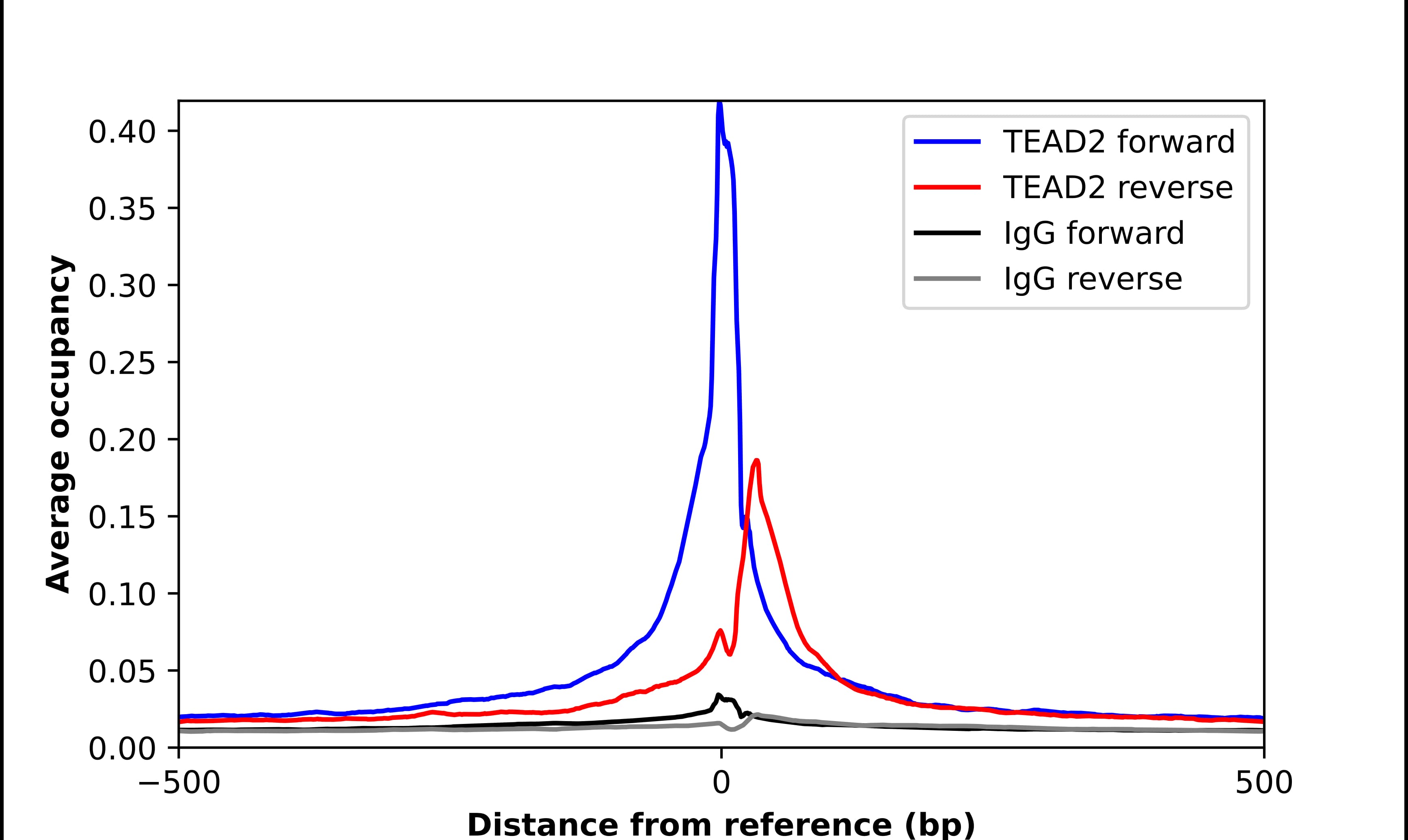 Chromatin Immunoprecipitation TEAD2 Antibody - BSA Free