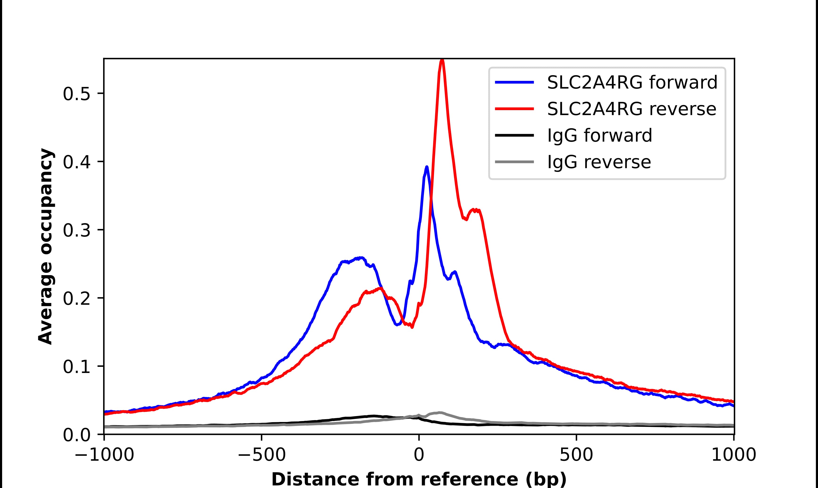 Chromatin Immunoprecipitation SLC2A4RG Antibody - BSA Free