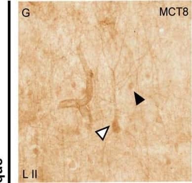 Expression of MCT8 in pyramidal neurons of the human and macaque motor cortex. Representative brightfield photomicrographs show immunostaining for MCT8 in layers III (A), V (B) and VI (C) of the human motor cortex, and layers II (G), III (H), and V (I) of the macaque motor cortex. White arrowheads point to pyramidal neurons with immunopositive signal in the soma, apical and basal dendrites. Black arrowheads point to smaller cells with the morphology of interneurons. (D–F) (human) and (J–L) (macaque) show confocal microscope images from double-stained sections for MCT8 (green) and the pyramidal neuron markers SMI-32 (red) for 200 kDa neurofilament protein or neurogranin/RC3 (red), respectively. White arrowheads point to pyramidal neurons. Counterstaining with DAPI (blue) shows nuclei of all cells. Note that in humans, the MCT8 signal is located mainly in the pyramidal cell membrane, while in macaques it is located in the membrane and the cytoplasm. Scale bar = 50 μm (A), 120 μm (B,I), 25 μm (C–F), 60 μm (G), 62.5 μm (H), and 43.5 μm (J–L). Image collected and cropped by CiteAb from the following open publication (//pubmed.ncbi.nlm.nih.gov/36834621), licensed under a CC-BY license. Not internally tested by Novus Biologicals.