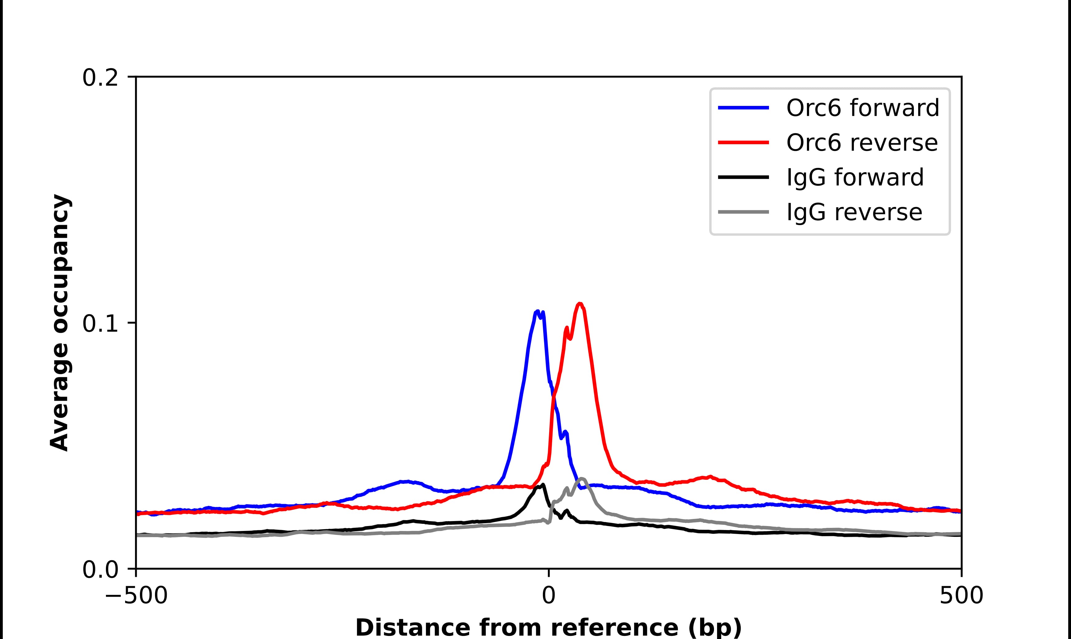 Chromatin Immunoprecipitation ORC6L Antibody - BSA Free
