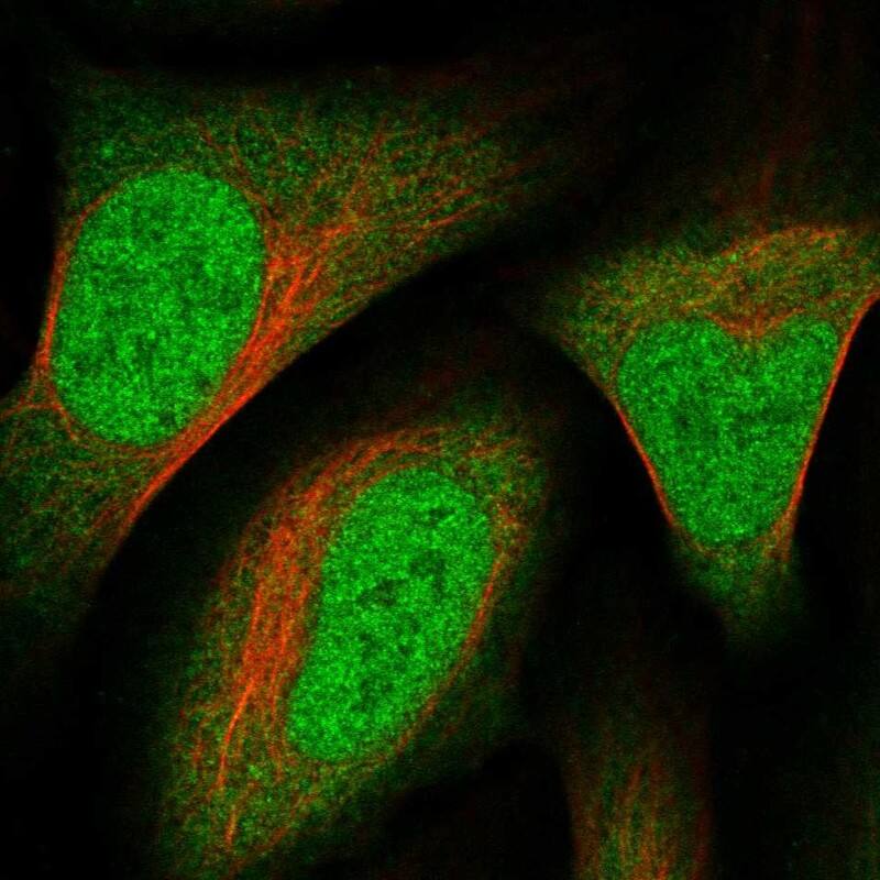 Staining of human cell line U-2 OS shows localization to nucleoplasm & cytosol.