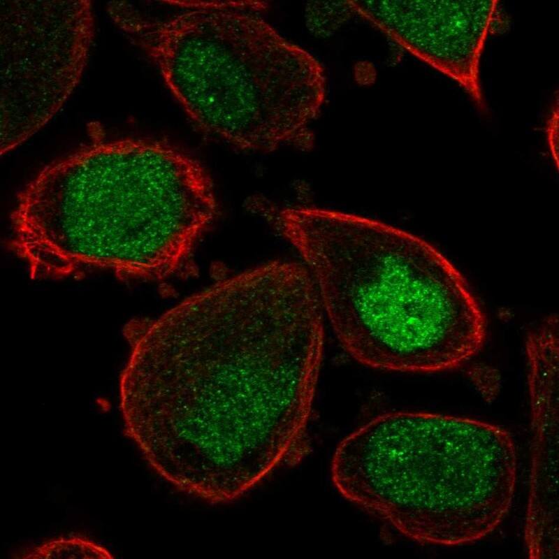 Staining of human cell line PC-3 shows localization to nucleus.