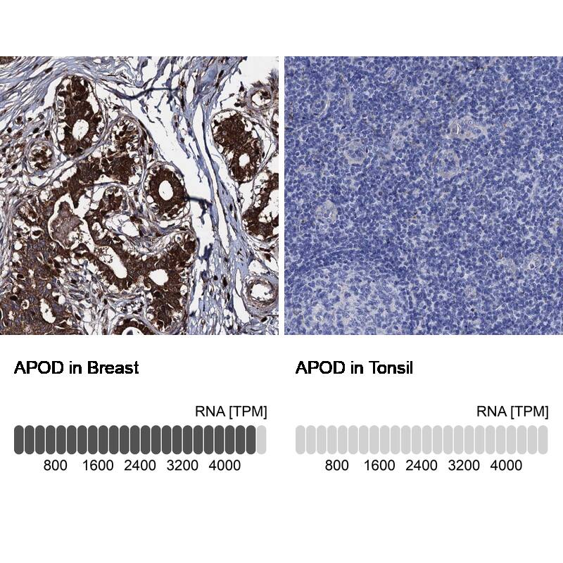 <b>Orthogonal Strategies Validation. </b>Analysis in human breast and tonsil tissues. Corresponding RNA-seq data are presented for the same tissues.
