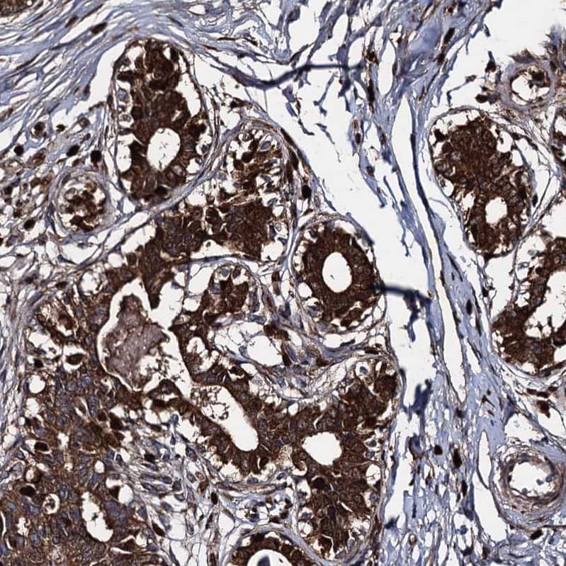Staining of human breast shows strong cytoplasmic positivity in glandular cells.