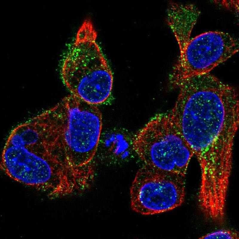 Staining of human cell line Hep G2 shows localization to plasma membrane & vesicles.