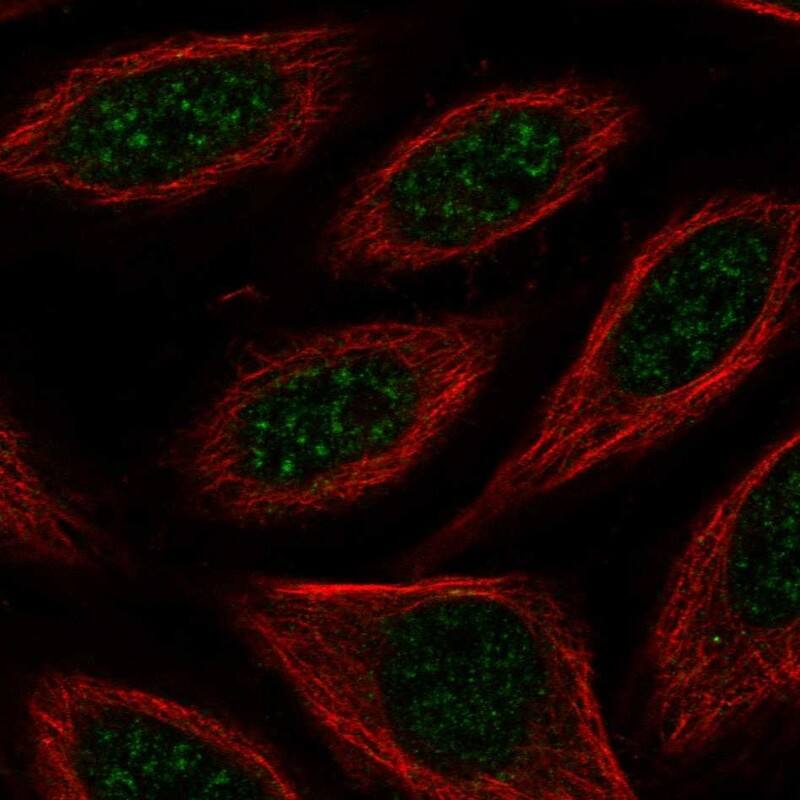 Immunocytochemistry/ Immunofluorescence FAM130A1 Antibody - BSA Free