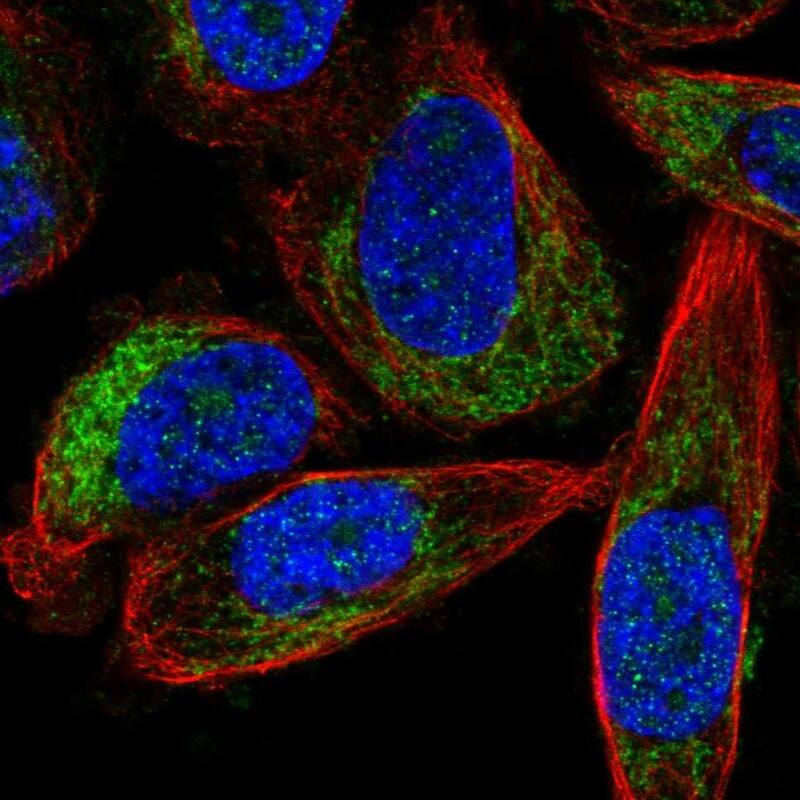 Immunocytochemistry/ Immunofluorescence FOXRED1 Antibody - BSA Free