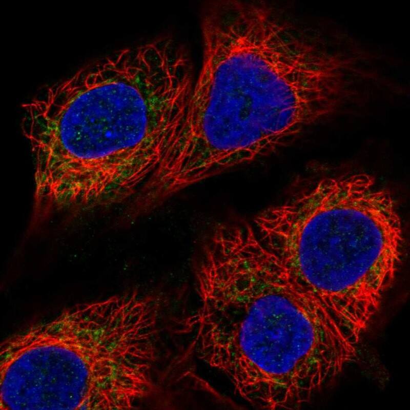 Staining of human cell line A549 shows localization to mitochondria.