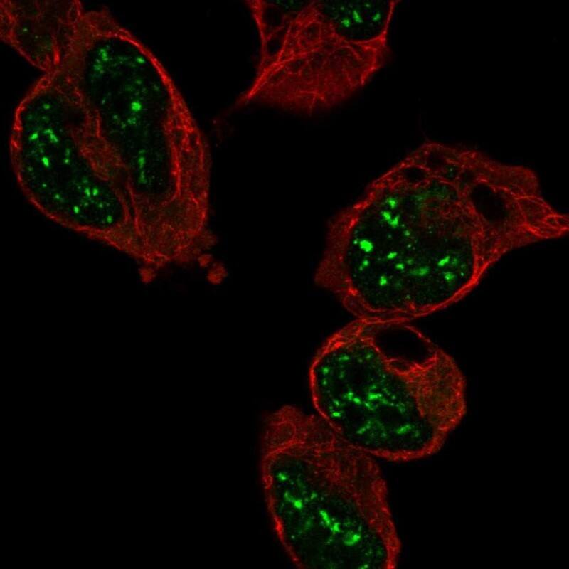 Staining of human cell line HEK 293 shows localization to nuclear speckles.