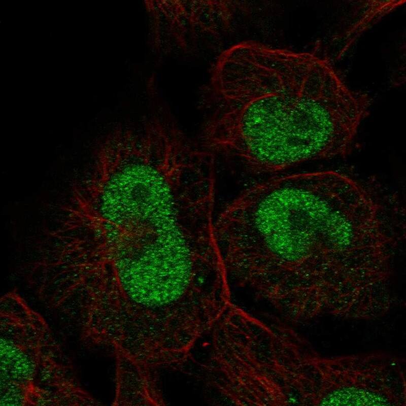 Staining of human cell line U-251 MG shows localization to nucleus.