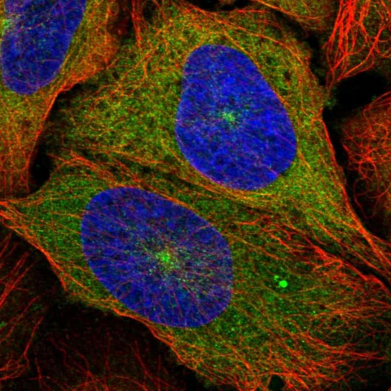 Staining of human cell line U-2 OS shows localization to cytosol & microtubule organizing center.
