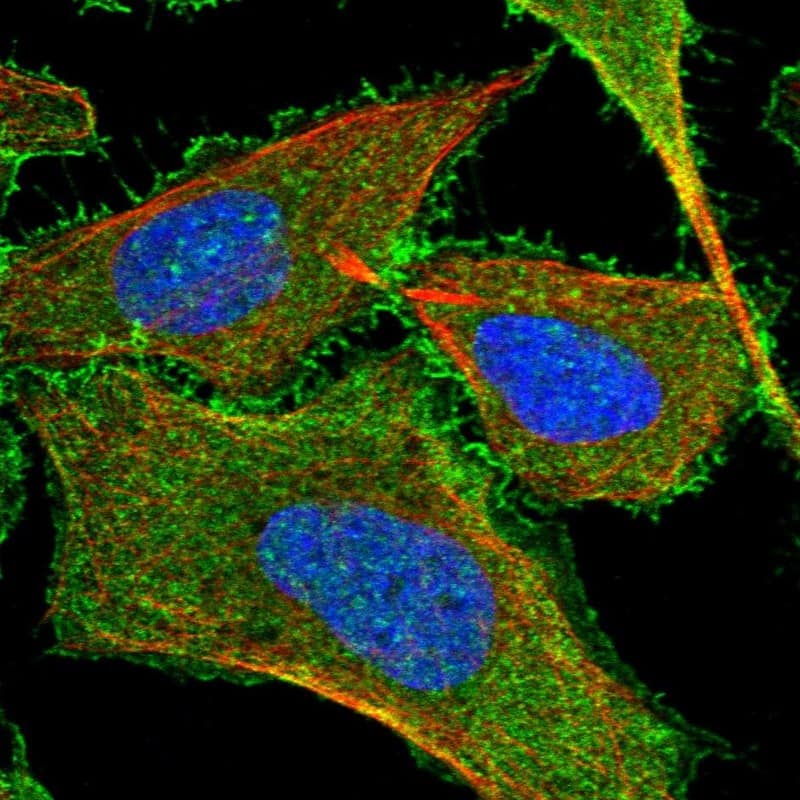 Staining of human cell line U-2 OS shows localization to plasma membrane.