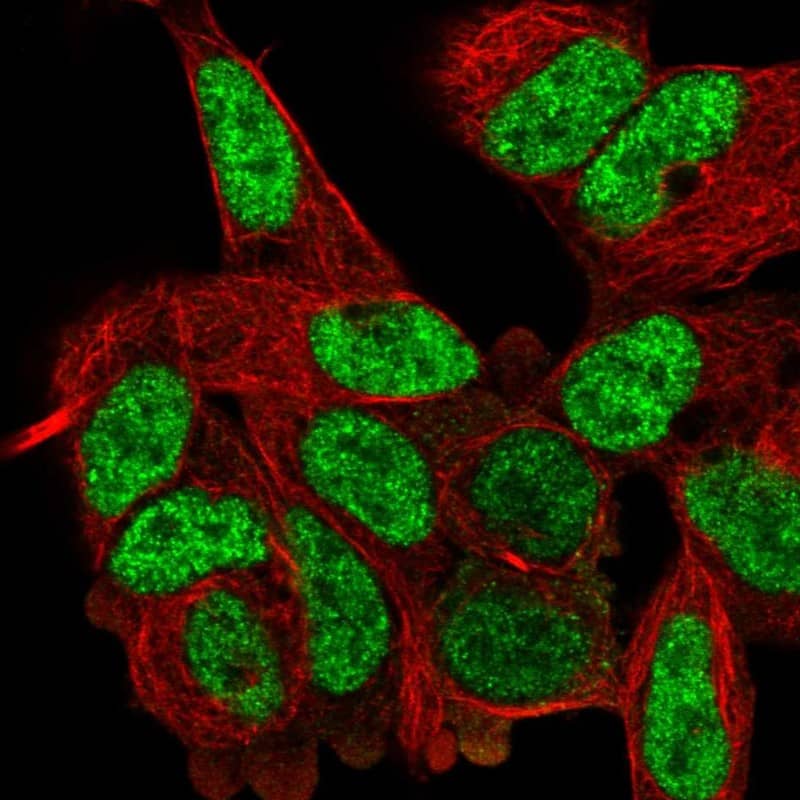 Staining of human cell line SH-SY5Y shows localization to nucleoplasm.