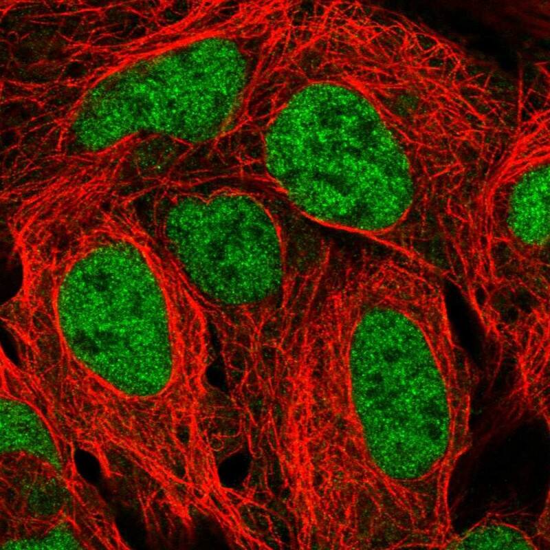 Staining of human cell line HEK 293 shows localization to nucleoplasm.