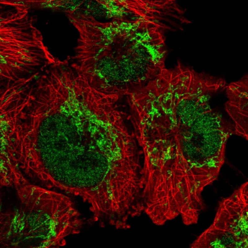 Staining of human cell line U-251 MG shows localization to nucleoplasm & mitochondria.