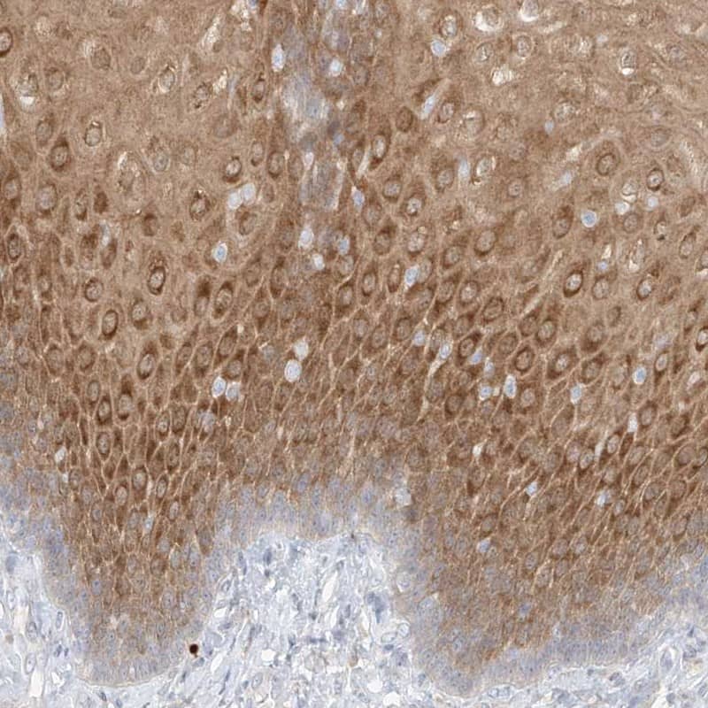 Immunohistochemistry-Paraffin PGD Antibody - BSA Free
