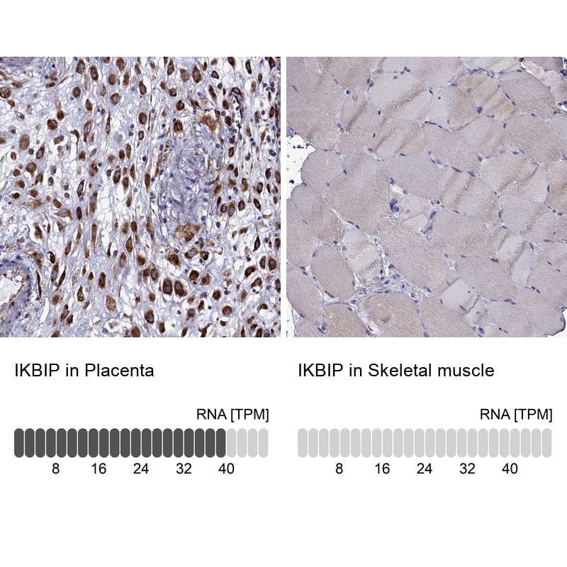 <b>Orthogonal Strategies Validation. </b>Analysis in human placenta and skeletal muscle tissues.