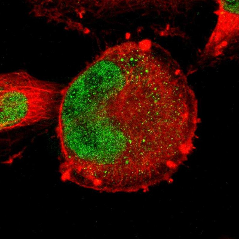 Immunocytochemistry/ Immunofluorescence ZNF367 Antibody - BSA Free