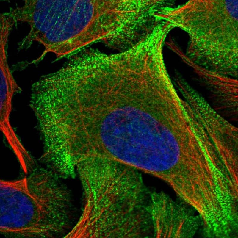 Staining of human cell line U-2 OS shows localization to plasma membrane, cytosol & actin filaments.