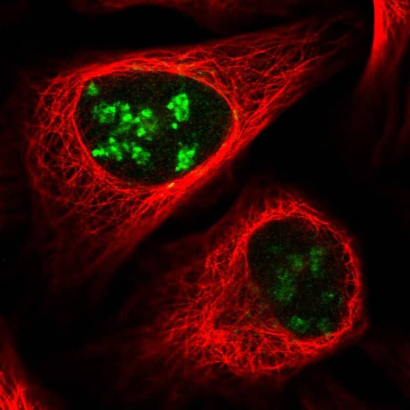 Staining of human cell line U-2 OS shows localization to nucleoli & the Golgi apparatus.