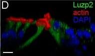 Validation of expression of representative genes in pillar and Deiters' cells using q-PCR and immunocytochemistry. (A) Fold differences in expression of 41 genes between pillar and Deiters' cells using q-PCR and RNA-seq. Positive values indicate higher gene expression in pillar cells than in Deiters' cells while negative values indicate higher expression in Deiters' cells than in pillar cells. Fold differences were calculated in log2 base for RNA-seq data while  delta  delta Ct values were used for q-PCR. (B–E): Images of confocal optical sectioning of the organ of Corti stained with 4 different antibodies against NGFR (B), TUBB3 (C), LUZP2 (D), and KCNJ16 (E). In (B), Atoh1tm4.1Hzo/J mice were used and thus, HCs expressed GFP. Bars in all images represent 10 μm. Image collected and cropped by CiteAb from the following open publication (//pubmed.ncbi.nlm.nih.gov/30327589), licensed under a CC-BY license. Not internally tested by Novus Biologicals.