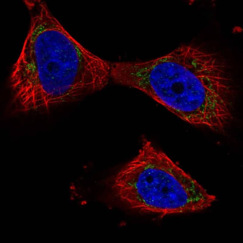 Staining of human cell line U-251 MG shows localization to mitochondria.