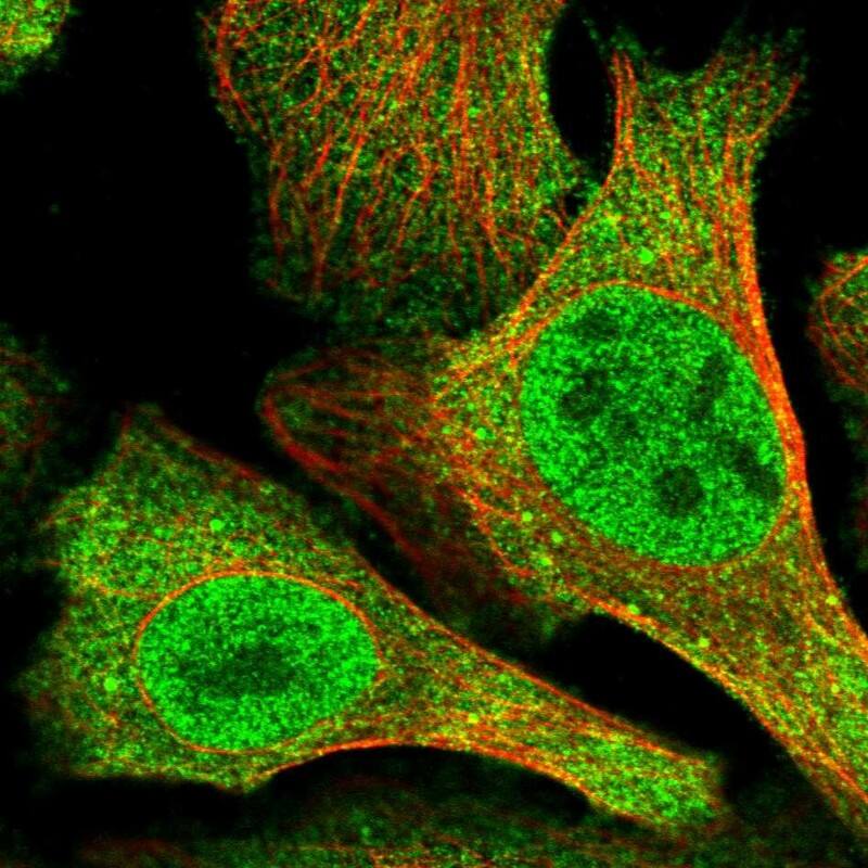 Staining of human cell line U-2 OS shows localization to nucleoplasm, plasma membrane & cytosol.