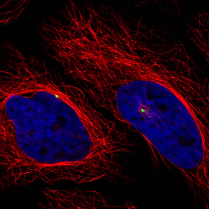 Staining of HeLa cells, showing specific staining of the centrosome in green. Microtubule- and nuclear probes are visualized in red and blue, respectively (where available).