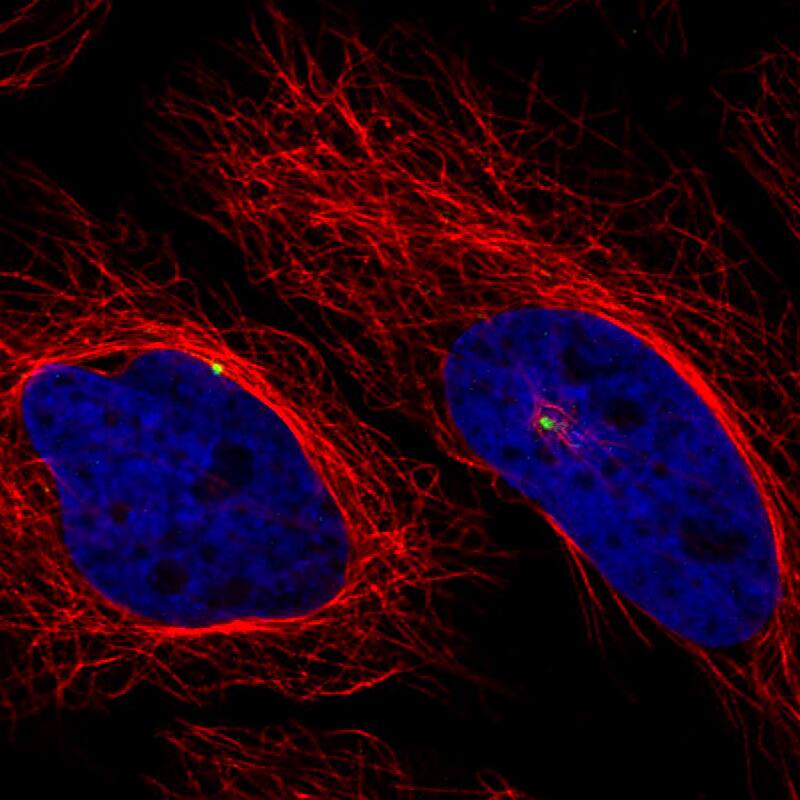 Staining of A431 cells, showing specific staining of the centrosome in green. Microtubule- and nuclear probes are visualized in red and blue, respectively (where available).