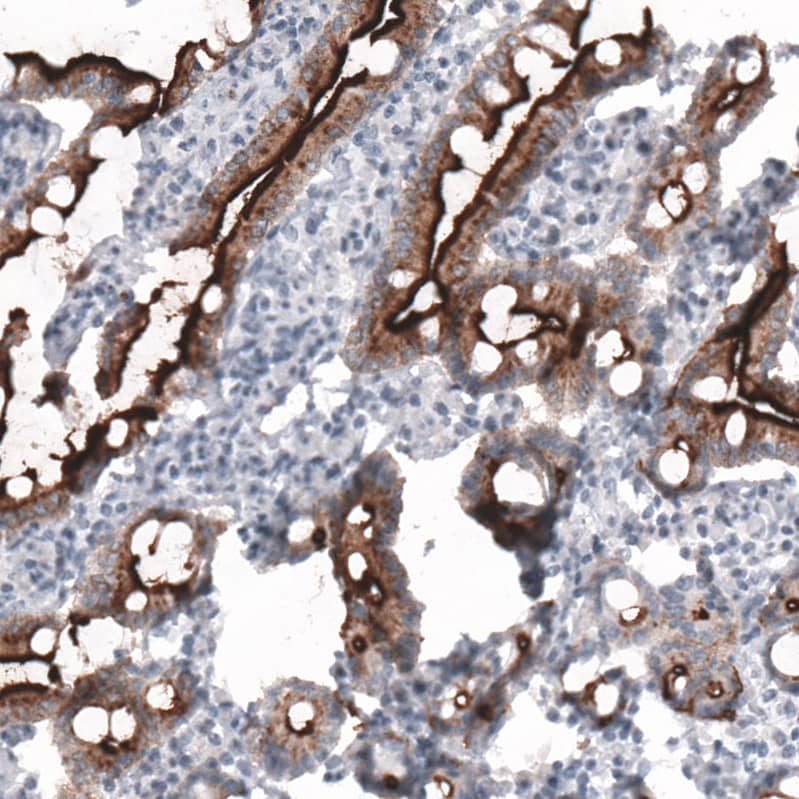 Staining of human small intestine shows strong positivity in apical membrane in glandular cells.