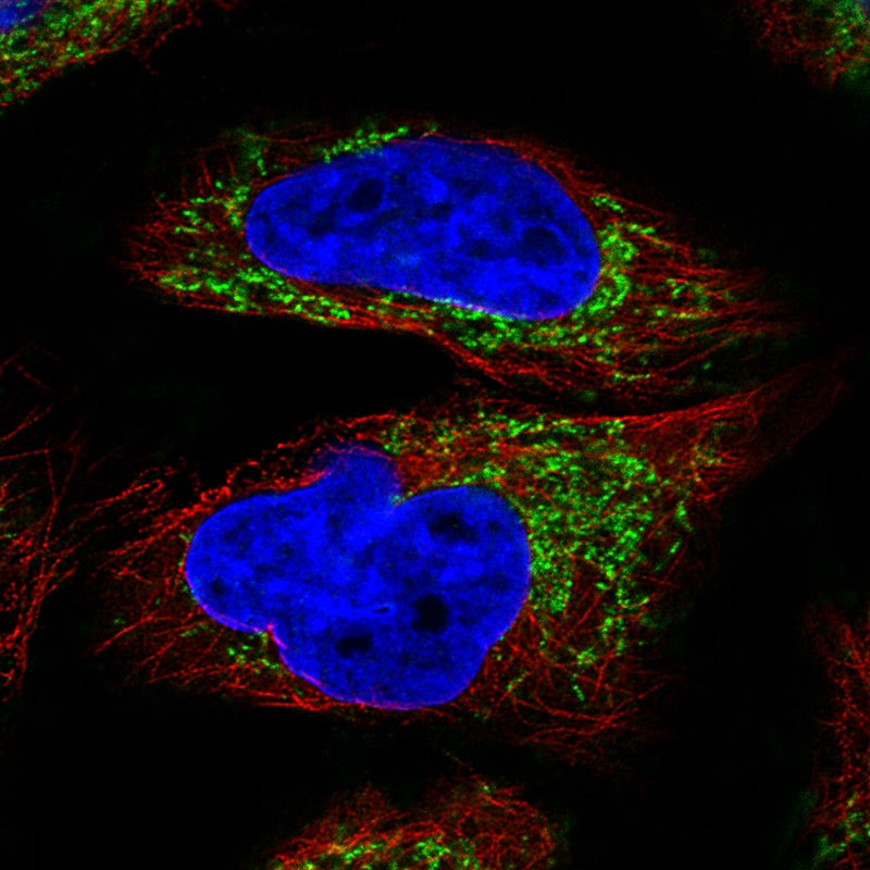 Staining of RH-30 cells, showing specific staining in mitochondria in green. Microtubule- and nuclear probes are visualized in red and blue, respectively (where available).