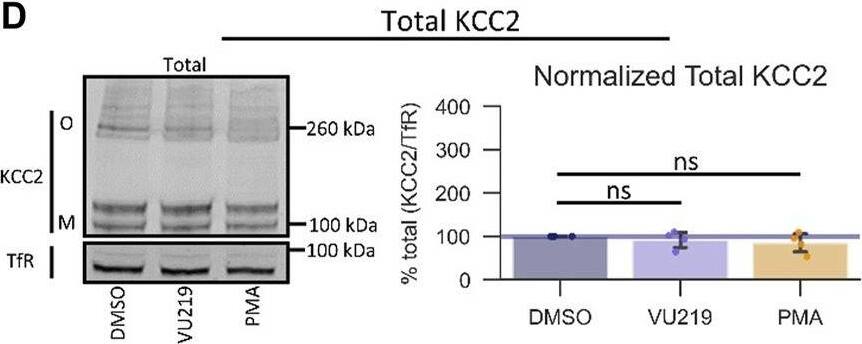 VU0500469 potentiates KCC2 by a unique mechanism. All experiments conducted using the Cl− flux assay in HEK-293 cells overexpressing KCC2 at 37C, unless otherwise noted. (A) Schematic depicting investigated small molecule targets known to regulate Cl− homeostasis. (B) Co-treatment of modulators of Cl− homeostasis from (A) with or without VU0500469 (n ≥ 16). (C) Left: representative Western blot of biotinylated surface fraction from cells treated with vehicle (DMSO), VU0916219 (VU219), or the positive control phorbol 12-myristate 13-acetate (PMA). Band intensity was normalized to Transferrin Receptor (TfR) levels. O, oligomeric KCC2, M, monomeric KCC2. Right: quantification of Surface KCC2/Total KCC2 normalized to TfR levels. (D) Left: representative Western blot of total protein fraction from cells treated as in (C). Right: quantification of total KCC2 normalized to TfR levels. (n = 4) Error bars represent SD. Statistical significance calculated by Mann–Whitney U test (B) or paired t-test (C,D): * = p < 0.05, *** = p < 0.001. Image collected and cropped by CiteAb from the following open publication (//pubmed.ncbi.nlm.nih.gov/35813195), licensed under a CC-BY license. Not internally tested by Novus Biologicals.