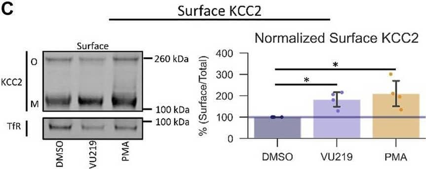 VU0500469 potentiates KCC2 by a unique mechanism. All experiments conducted using the Cl− flux assay in HEK-293 cells overexpressing KCC2 at 37C, unless otherwise noted. (A) Schematic depicting investigated small molecule targets known to regulate Cl− homeostasis. (B) Co-treatment of modulators of Cl− homeostasis from (A) with or without VU0500469 (n ≥ 16). (C) Left: representative Western blot of biotinylated surface fraction from cells treated with vehicle (DMSO), VU0916219 (VU219), or the positive control phorbol 12-myristate 13-acetate (PMA). Band intensity was normalized to Transferrin Receptor (TfR) levels. O, oligomeric KCC2, M, monomeric KCC2. Right: quantification of Surface KCC2/Total KCC2 normalized to TfR levels. (D) Left: representative Western blot of total protein fraction from cells treated as in (C). Right: quantification of total KCC2 normalized to TfR levels. (n = 4) Error bars represent SD. Statistical significance calculated by Mann–Whitney U test (B) or paired t-test (C,D): * = p < 0.05, *** = p < 0.001. Image collected and cropped by CiteAb from the following open publication (//pubmed.ncbi.nlm.nih.gov/35813195), licensed under a CC-BY license. Not internally tested by Novus Biologicals.