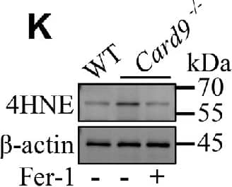 Western Blot 4-Hydroxynonenal Antibody (12F7) - BSA Free