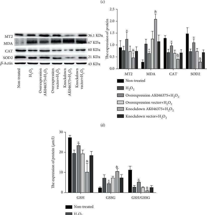 Western Blot Malondialdehyde Antibody (6H6) - BSA Free
