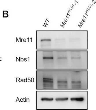 Mre11 hypomorphism alters DSB repair pathway utilization. (A) Schema depicting the role of Mre11-mediated end resection in the regulation of DSB repair pathway choice. (B) Mre11ATLD1/ATLD1 MEFs exhibit reduced expression of the MRN complex by immunoblotting. (C–F) DSB repair products were identified in WT, Mre11ATLD1-1 and Mre11ATLD1-2 cells. (C) TMEJ-del 23 bp. (D) TMEJ-del 39 bp. (E) HR repair (HRD-500 donor) and (F) NHEJ-ins +1 bp. Mean +/- SEM are shown. Statistical significance was assessed by two-tailed t-tests. * P < 0.05, ** P < 0.01, *** P < 0.001 and **** P < 0.0001. Image collected and cropped by CiteAb from the following open publication (//pubmed.ncbi.nlm.nih.gov/33963863), licensed under a CC-BY license. Not internally tested by Novus Biologicals.