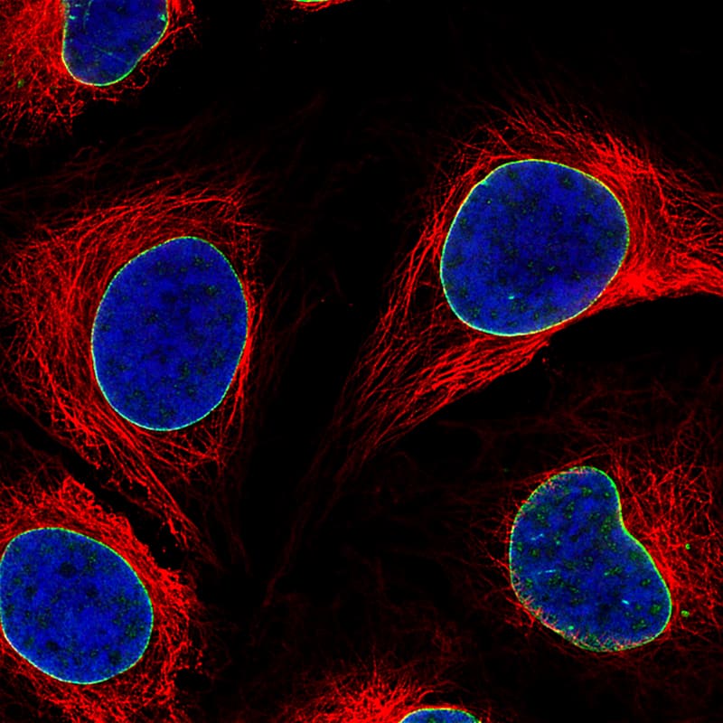 Staining of HeLa cells, showing specific staining of nuclear membrane in green. Microtubule- and nuclear probes are visualized in red and blue, respectively (where available).