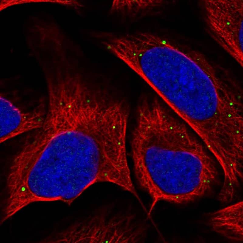 Immunocytochemistry/ Immunofluorescence EMID2 Antibody - BSA Free