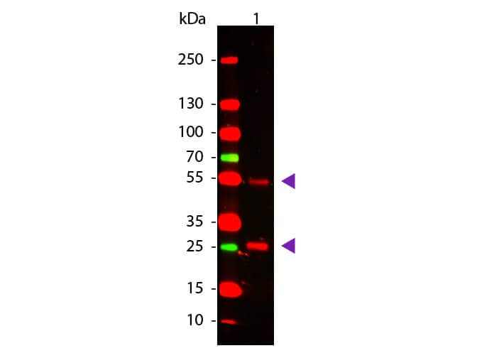 Western Blot: Rabbit anti-Goat IgG (H+L) Secondary Antibody [NBP2-60669] - Western Blot of Rabbit anti-Goat IgG (H+L) Secondary Antibody.  Lane 1: Goat IgG.  Load: 50 ng per lane. Primary antibody: Goat antibody at 1:1,000 overnight at 4°C. Secondary antibody: DyLight™ 649 rabbit secondary antibody at 1:20,000 for 30 min at RT. Block for 30 min at RT. Predicted/Observed size: 28 & 55 kDa, 28 & 55 kDa for Goat IgG. Other band(s): None