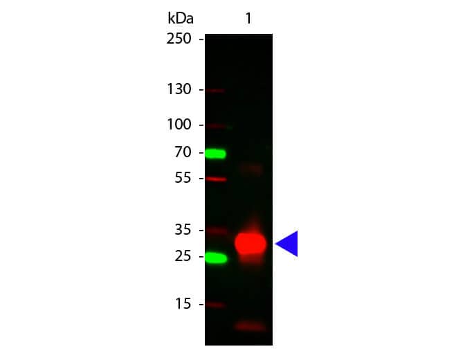 Western Blot of Rabbit anti-Human Fc antibody.  Lane 1: Human Fc 