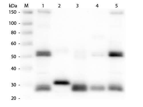 Western Blot: Goat anti-Rat IgG (H+L) Secondary Antibody [NBP2-60689] - Western Blot of Goat anti-Rat IgG (H+L) Secondary Antibody. Lane M: 3 μl Molecular Ladder. Lane 1: Rat IgG whole molecule. Lane 2: Rat IgG F(c) Fragment. Lane 3: Rat IgG Fab Fragment. Lane 4: Rat IgM Whole Molecule. Lane 5: Rat Serum. All samples were reduced. Load: 50 ng per lane. Block: MB-070 for 30 min at RT. Primary Antibody: Goat anti-Rat IgG (H+L) Secondary Antibody 1:1,000 for 60 min at RT. Secondary Antibody: Anti-Goat IgG (DONKEY) Peroxidase Conjugated Antibody 1:40,000 in MB-070 for 30 min at RT. Predicted/Observed Size: 25 and 55 kDa for Rat IgG and Serum, 25 kDa for F(c) and Fab, 78 and 25 kDa for IgM. Rat F(c) migrates slightly higher.