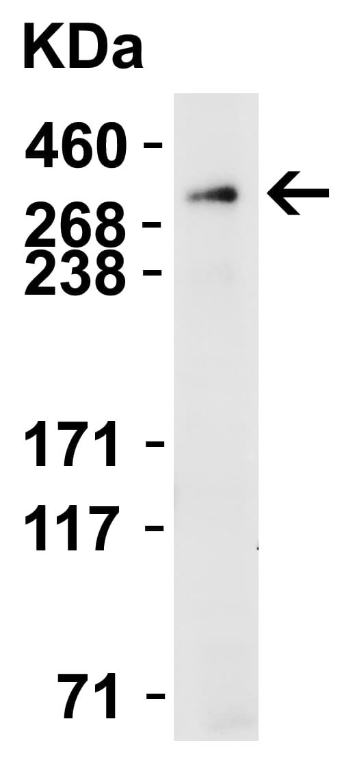 Western Blot: PIEZO2 Antibody - BSA Free [NBP2-61130] - WB Validation  in Mouse Skeletal Muscle. Loading: 15 ug of mouse skeletal muscle lysate Antibodies:  PIEZO2, 2 ug/mL, 1 h incubation at RT in 5% NFDM/TBST.Secondary: Goat Anti-Rabbit IgG HRP conjugate at 1:10000 dilution.Exposure: 30 min
