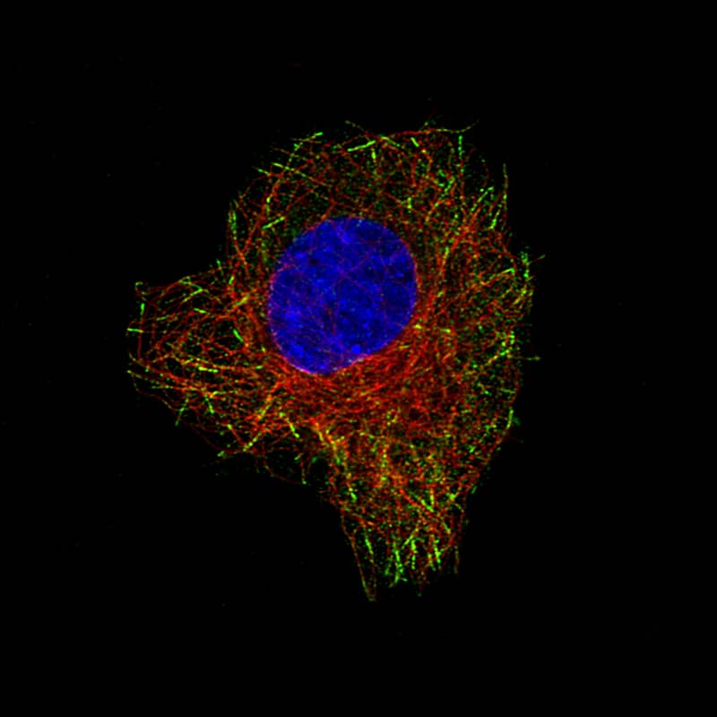 Staining of A549 cells, showing specific staining in microtubule ends in green. Microtubule- and nuclear probes are visualized in red and blue, respectively (where available).