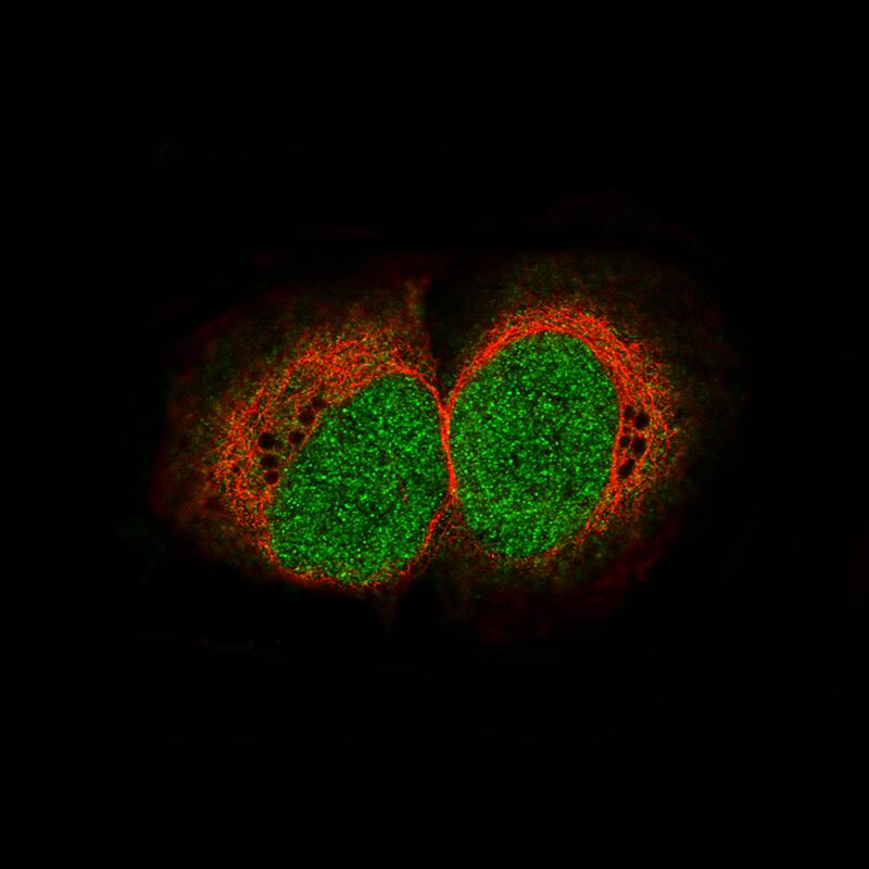 Staining of U-2 OS cells, showing specific staining in the nucleus in green. Microtubule- and nuclear probes are visualized in red and blue, respectively (where available).