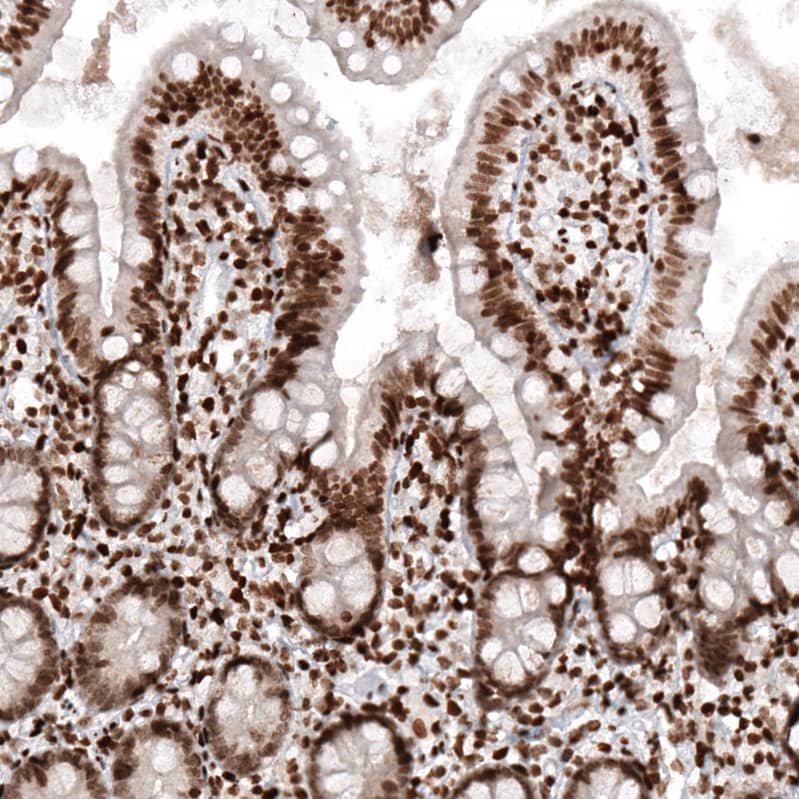 Immunohistochemistry-Paraffin HIST1H2AG Antibody (CL5039) - BSA Free