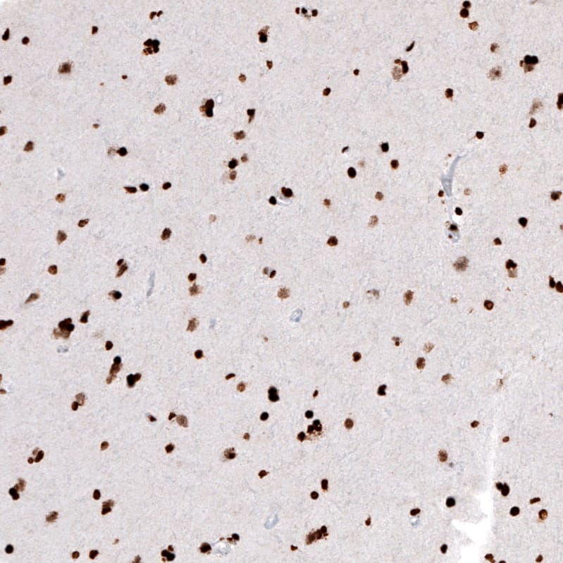 Staining of human cerebral cortex shows strong nuclear positivity in neurons.