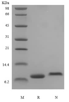 SDS-Page: Recombinant Human IGF-I/IGF-1 LR3 Protein [NBP2-61314]