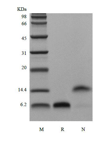 SDS-Page  of Recombinant Human EGF Protein