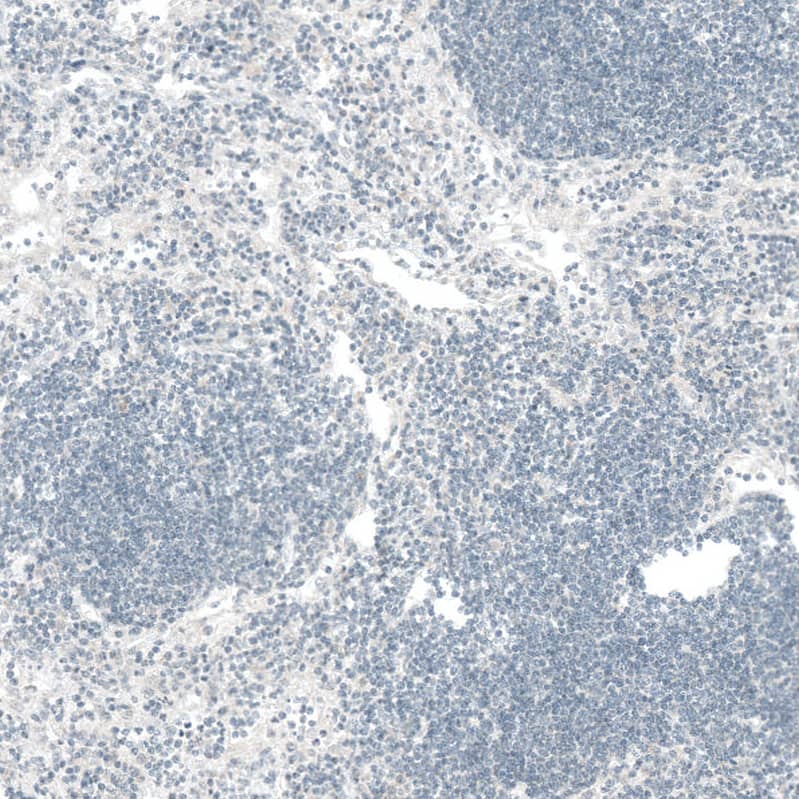 Staining of human lymph node shows no positivity in non-germinal center cells as expected.